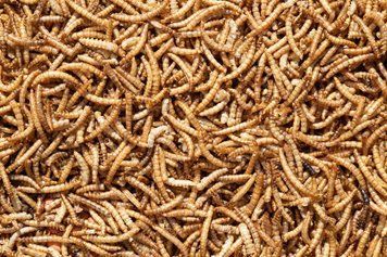 Сушений борошняний хробак / Mealworms 1 кг 2101869329 фото