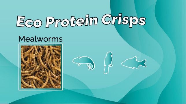 Сушений борошняний хробак / Mealworms 1 грам id_75 фото