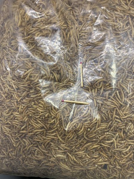 Борошняний хробак, мучний черв'як, mealworms 5 кг 2084324155 фото
