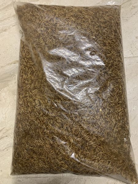 Борошняний хробак, мучний черв'як, mealworms 5 кг 2084324155 фото