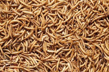 Сушений борошняний хробак / Mealworms 50 грам 2178089313 фото